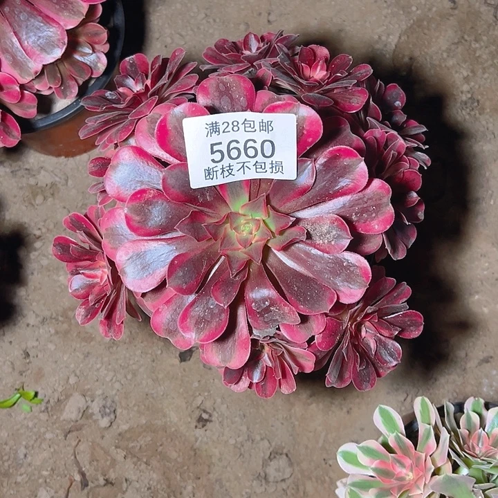 5660美杜莎多肉植物