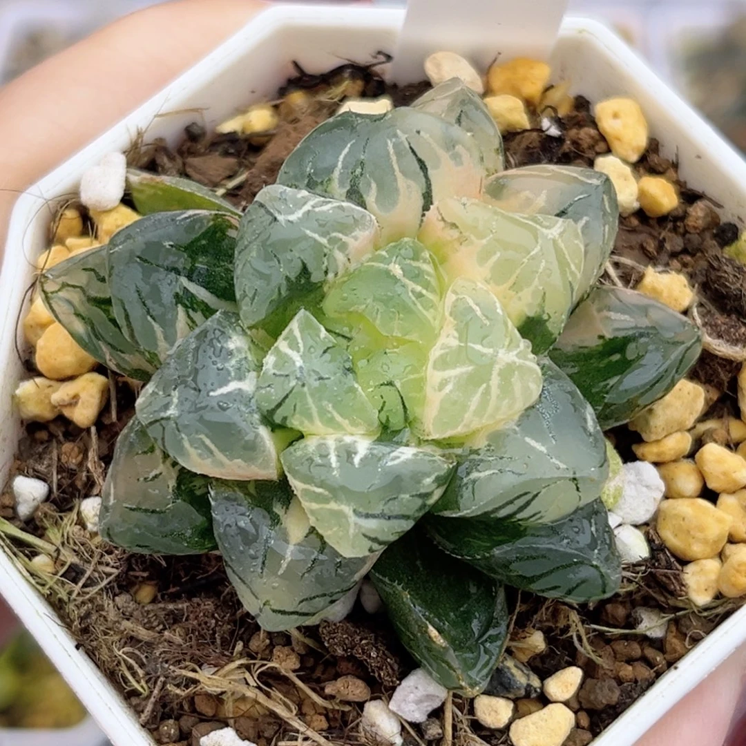 48关东大紫玉露锦带仔福利专场