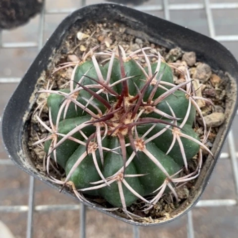 实生圆盘玉5仙人球