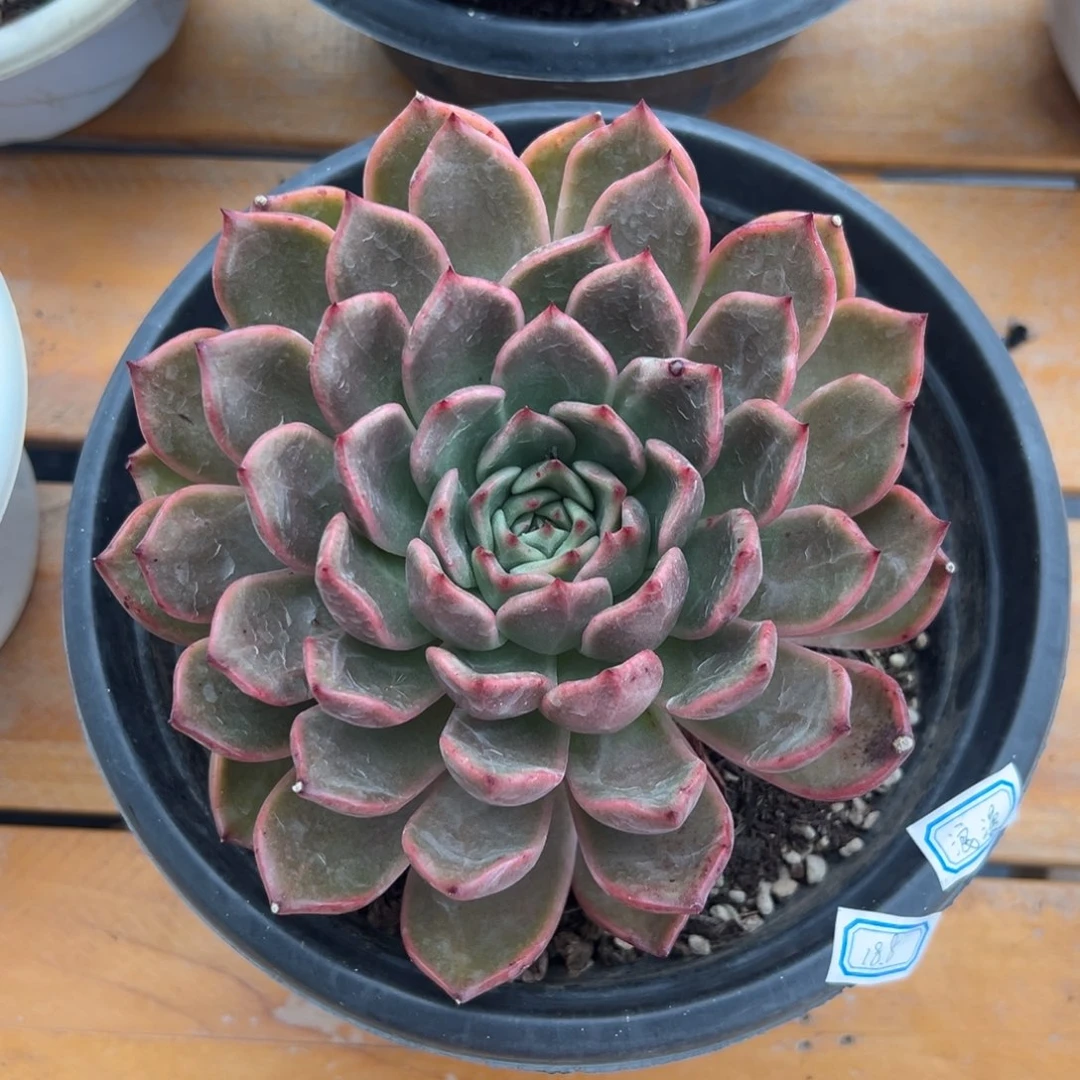 多肉植物单头浪漫