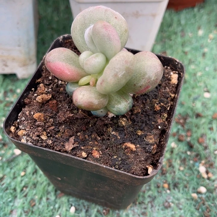 秋可园艺 油煎丸子锦