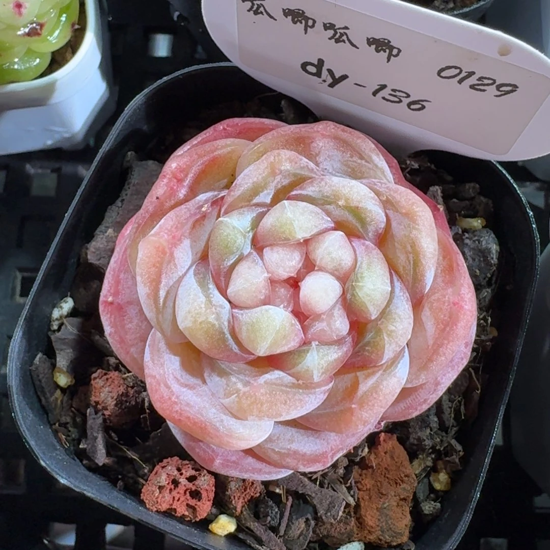 牛*_0129-0136-远山黛