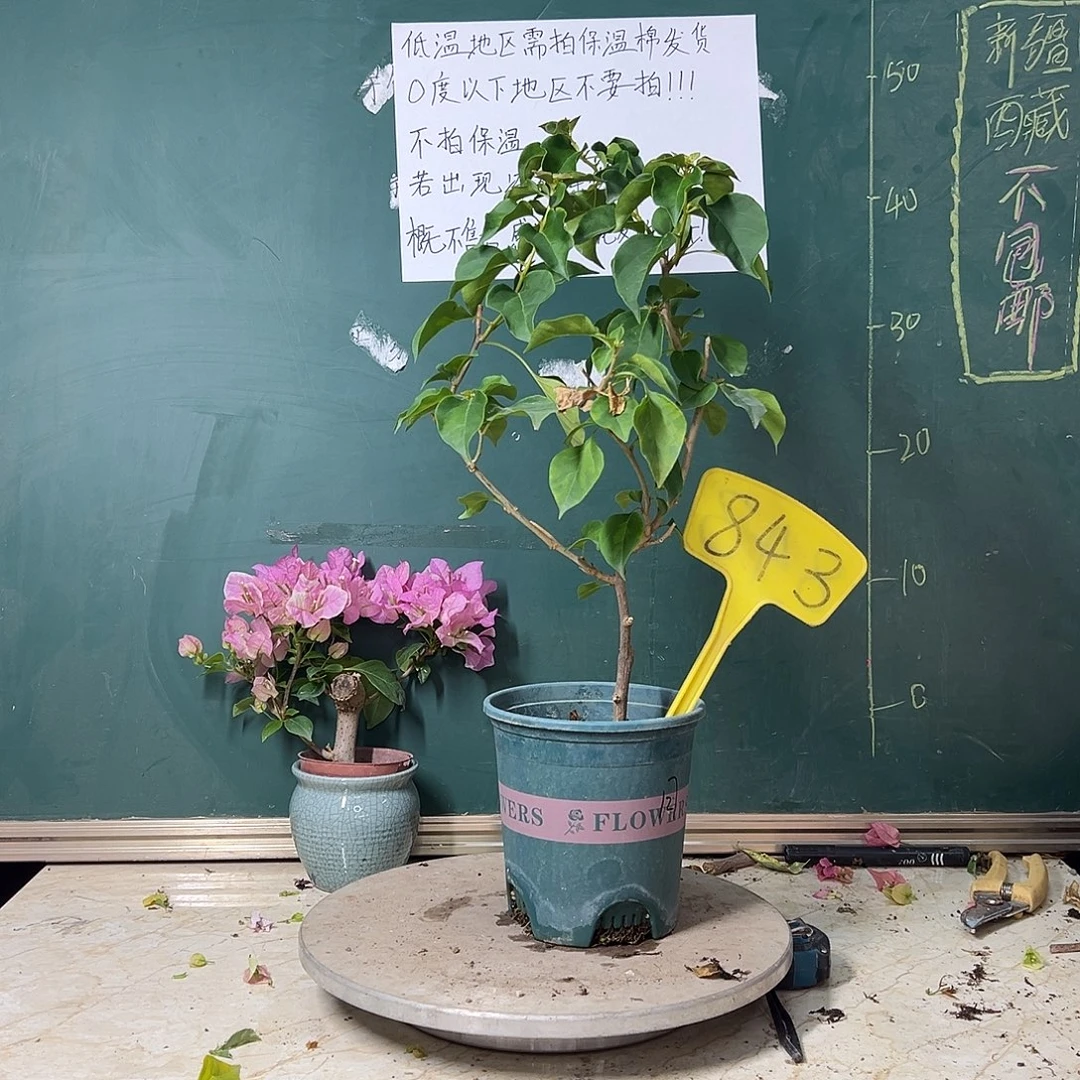 完全开放   落日843