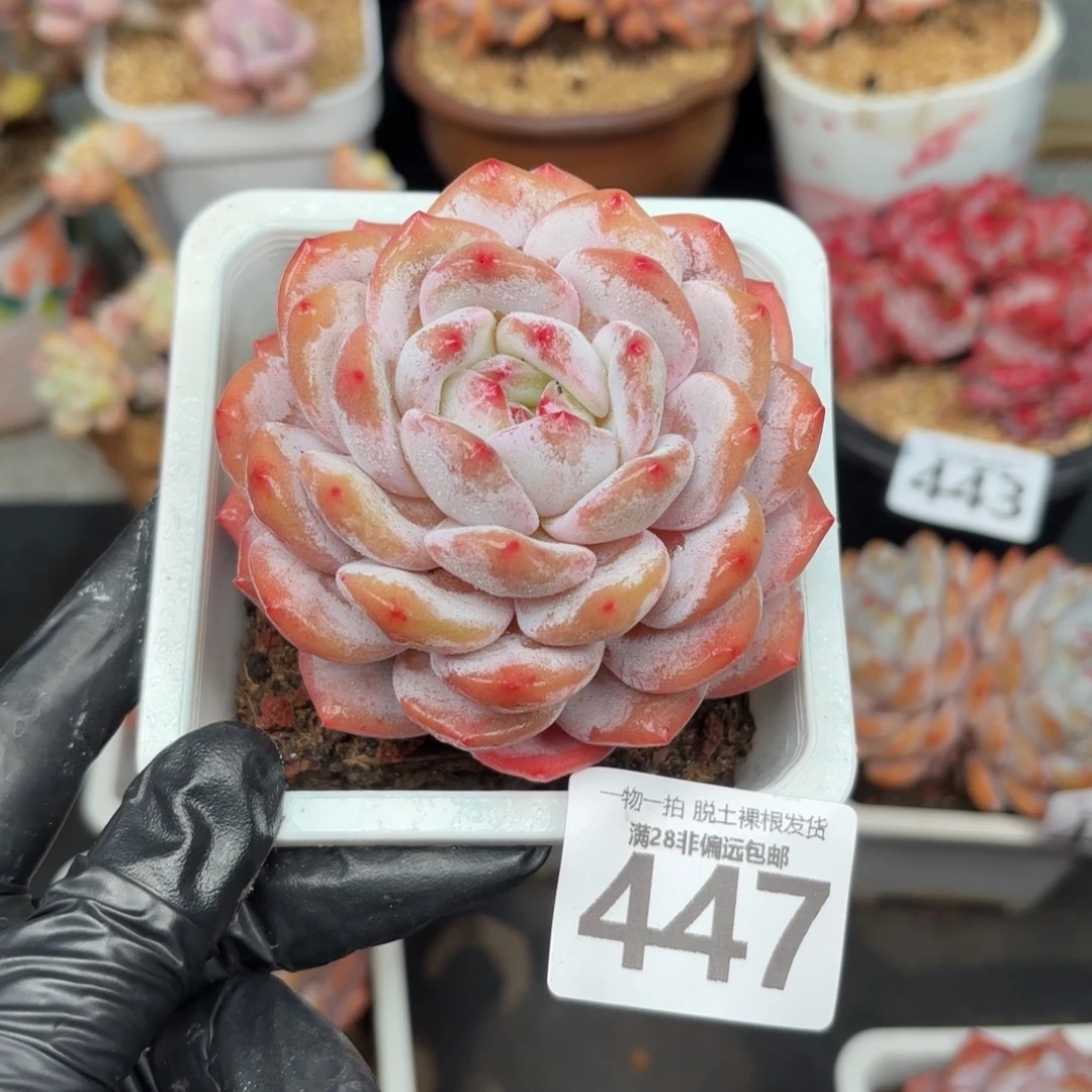 橙梦露单头无盆土发货