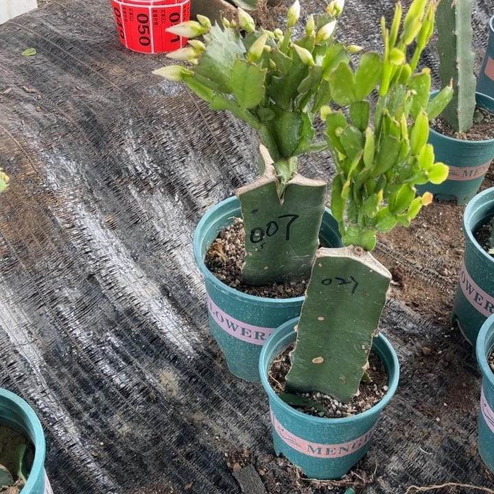 ***** 007和009两颗000000000