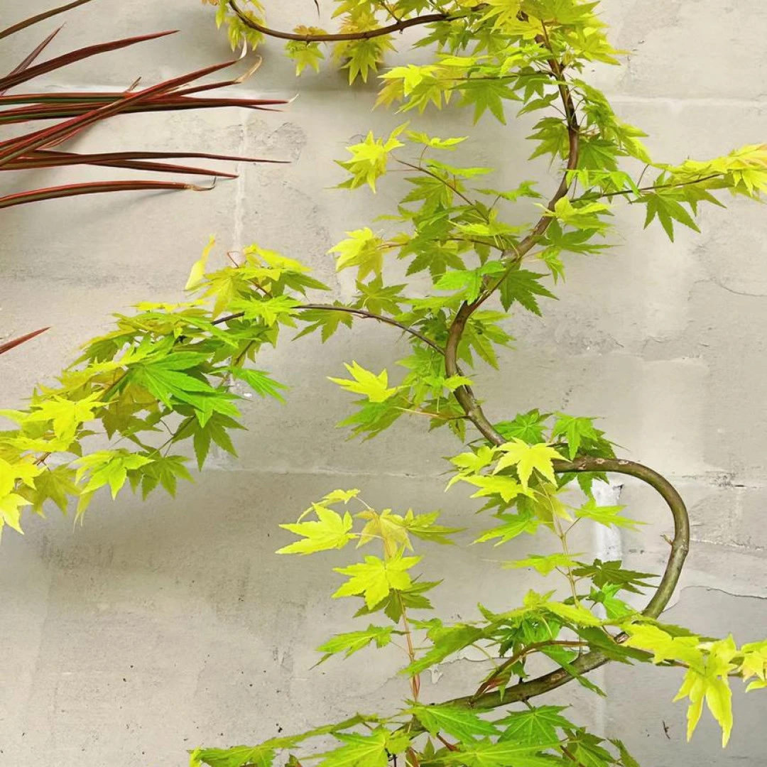 流泉枫盆栽植株（一物一拍）造型盆景客厅阳台庭院简约网红枫树