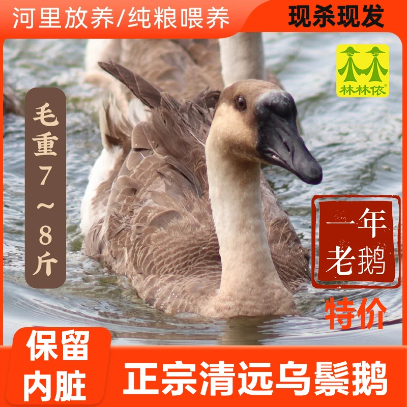 【一年老鹅】清远乌鬃鹅7~8斤 现杀现发广东黑棕鹅新鲜散养土鹅肉