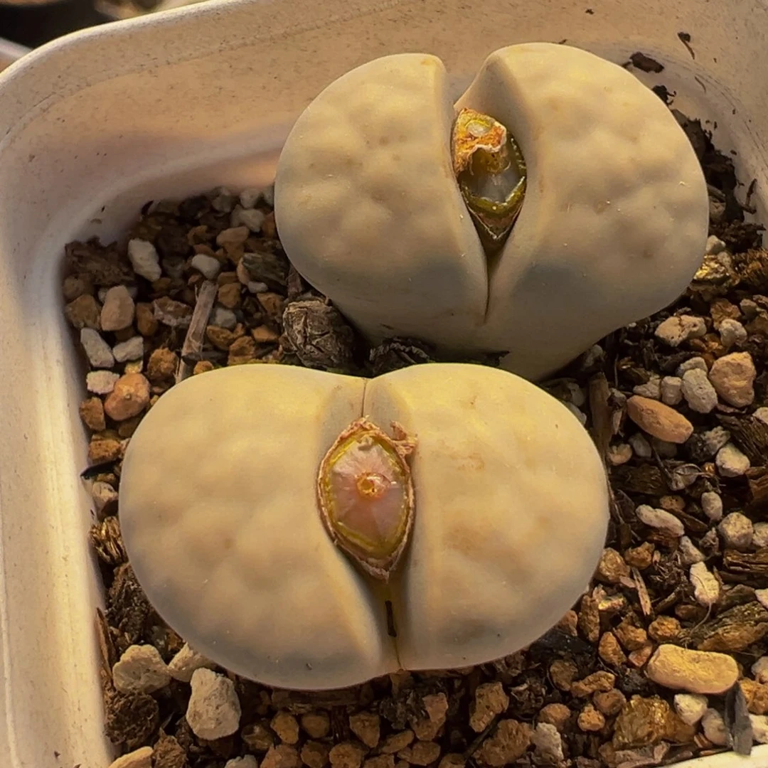 851多肉植物种类多样