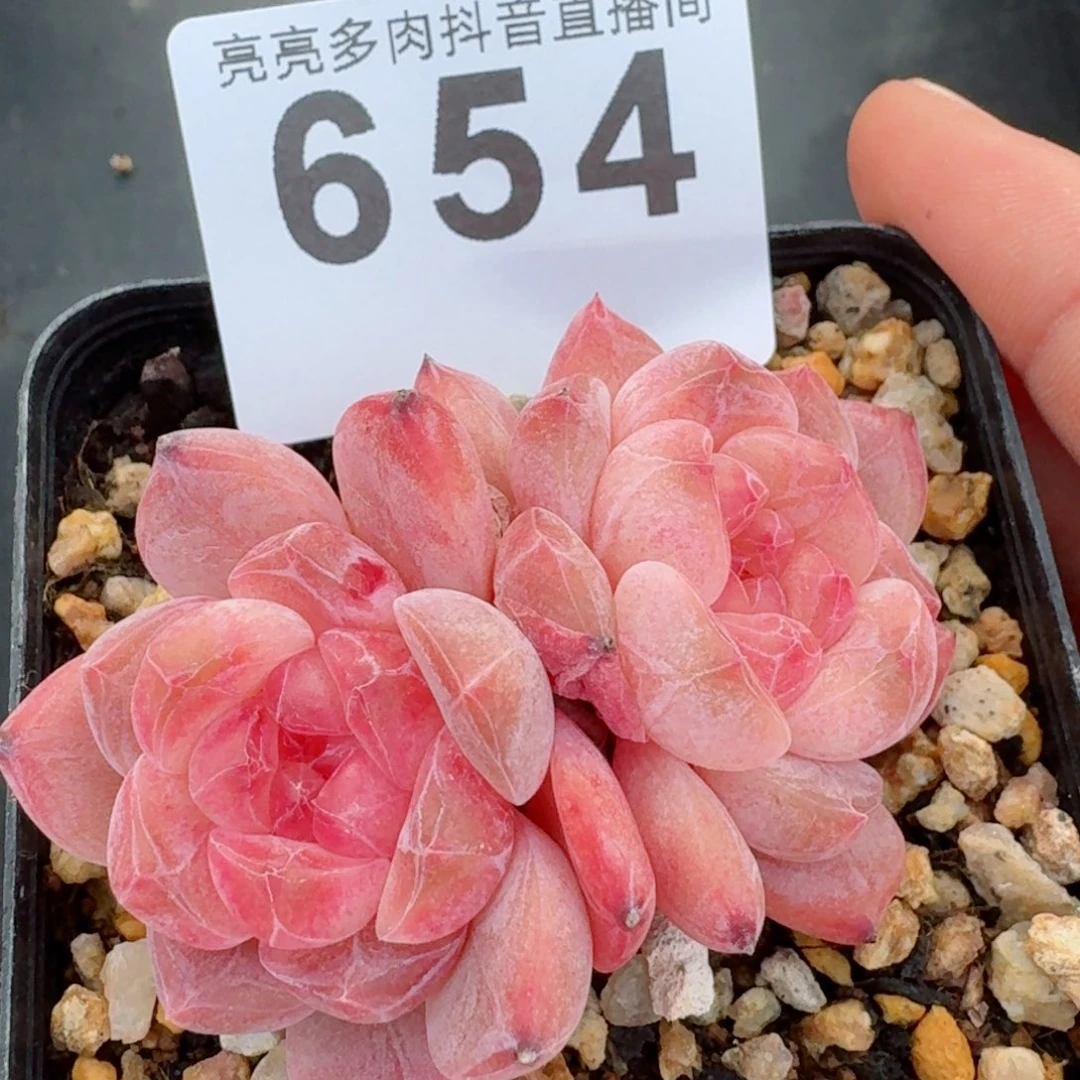 黛玉冰魄福利       多肉植物