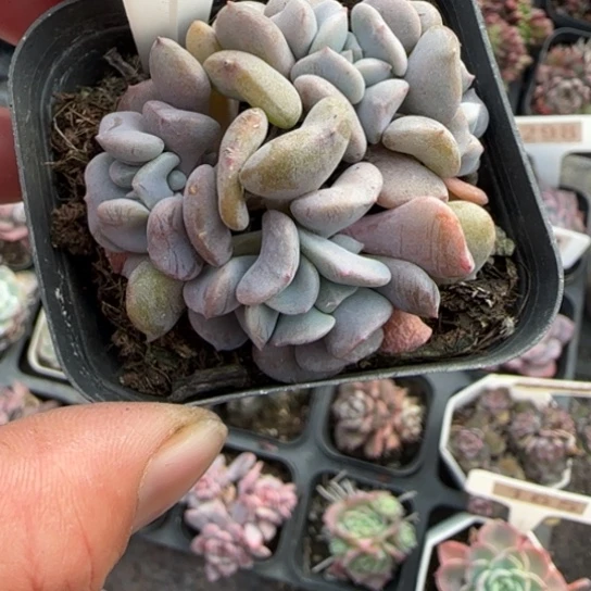 254雪精灵多肉植物多