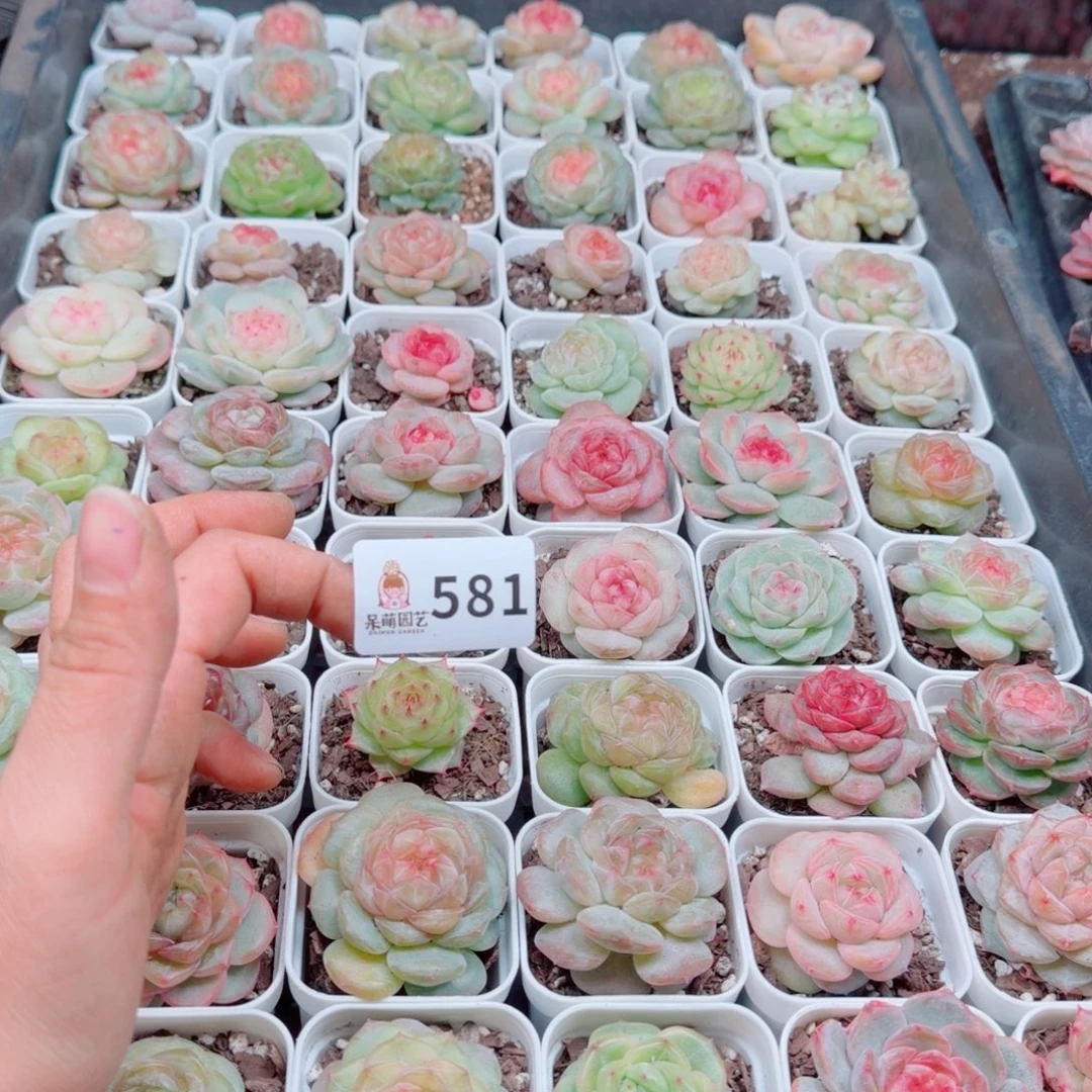 爱****多肉植物多肉植物