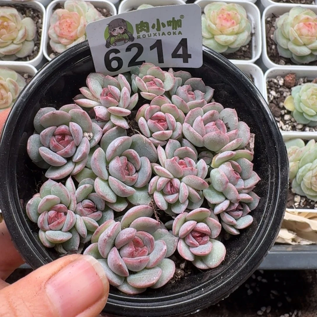 多肉植物多肉植物