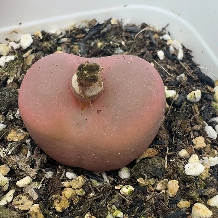 老马生石花2.6吕红425