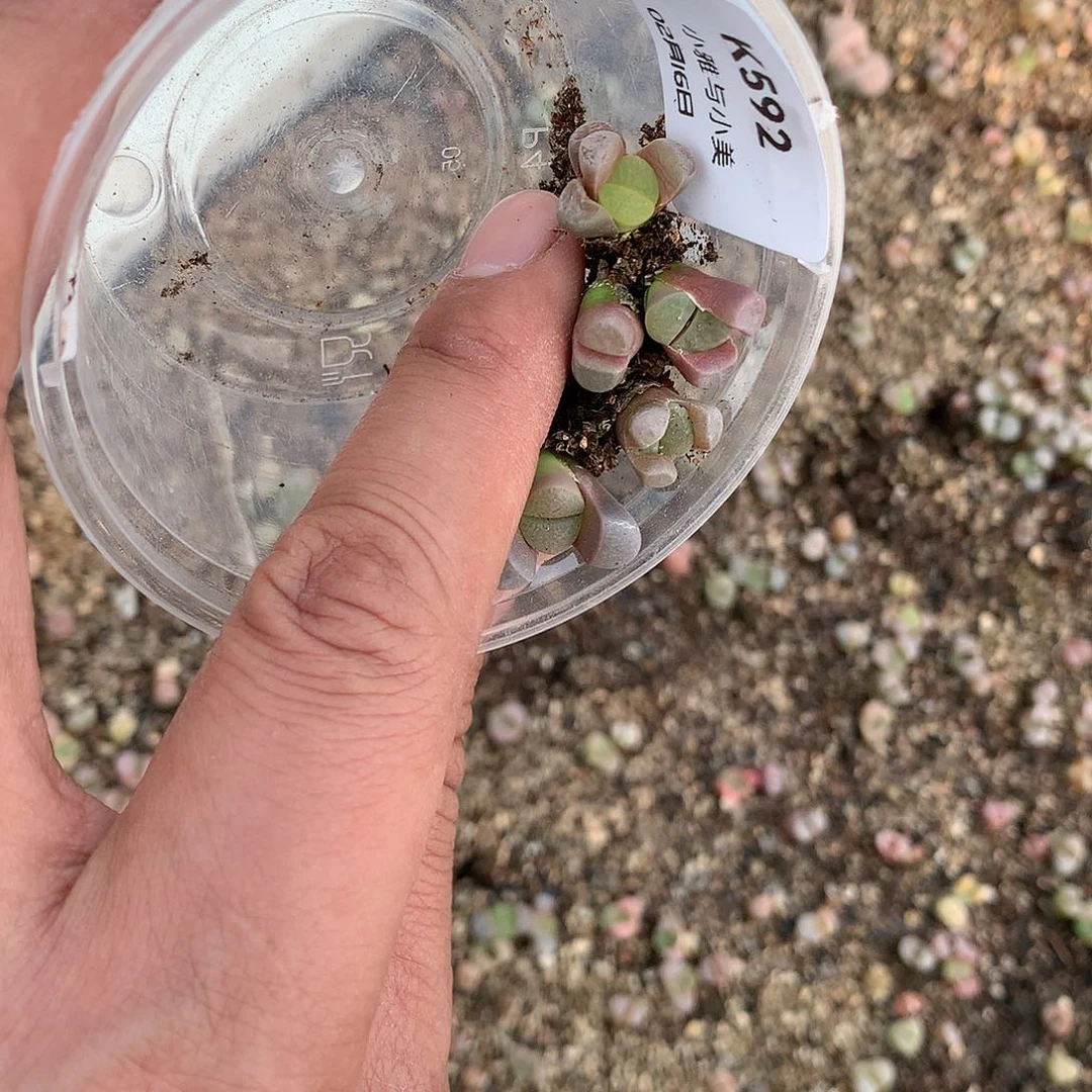 K592多肉植物保护