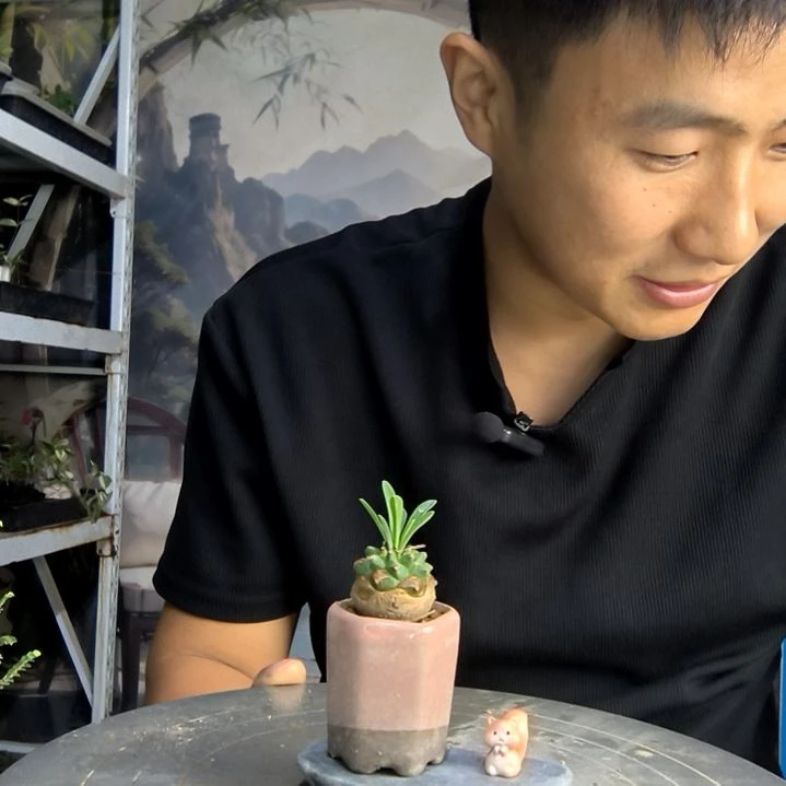 足***王中青园艺一物一拍294