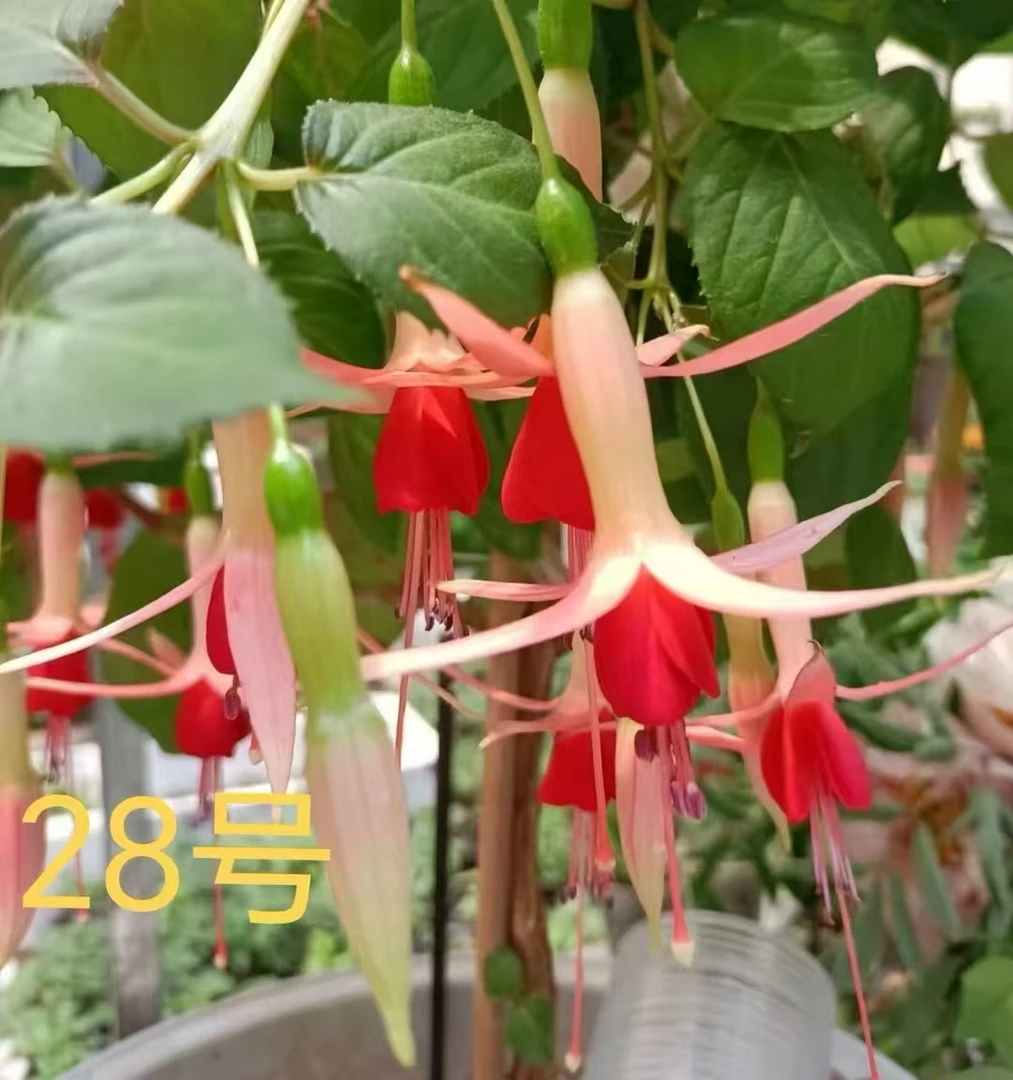 倒挂金钟状元笔28号色