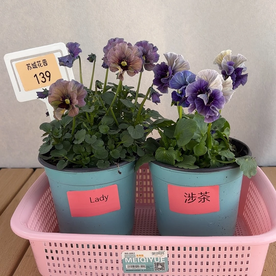 大部分开放少量花苞139