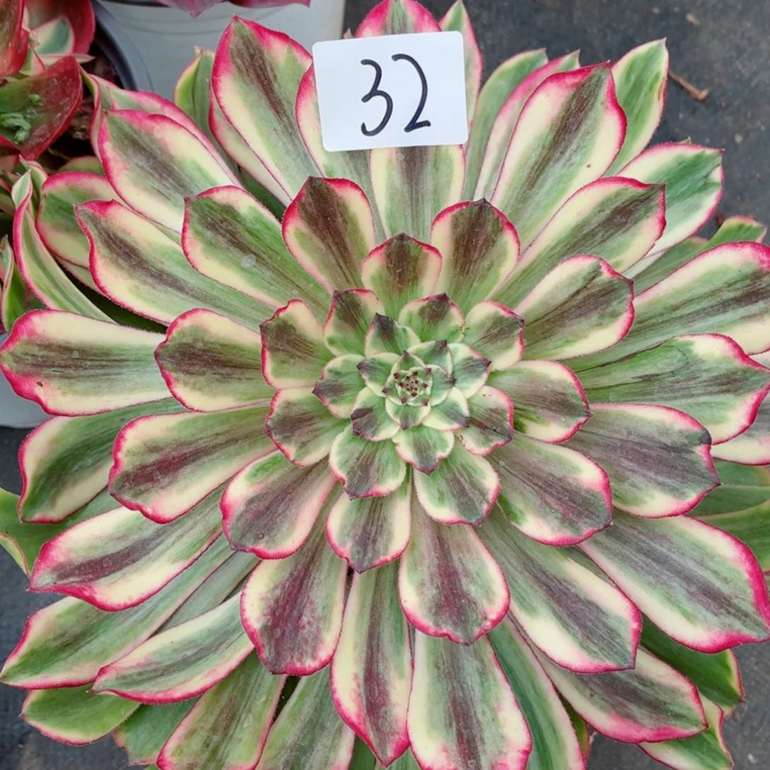 一物一拍多肉法师32