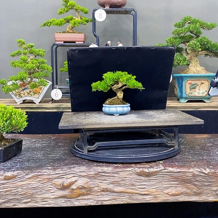 无花朵黄杨盆景四季常青不落叶