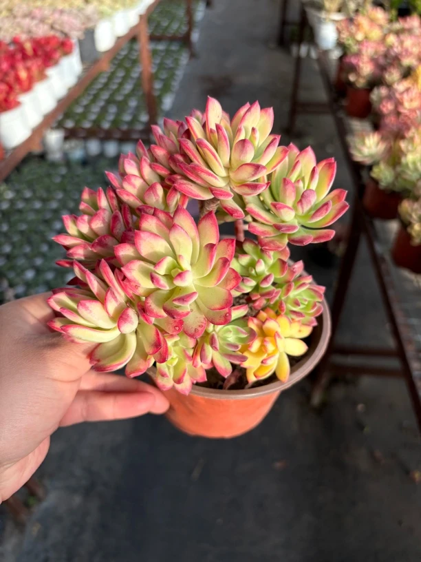 小叮当锦多肉整群11㎝盆 只发新疆一单