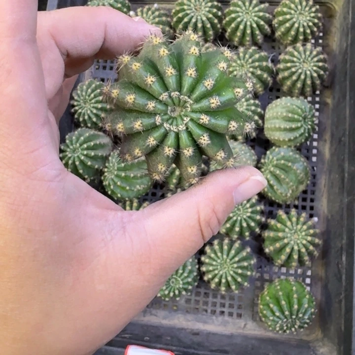 231彩草和平爱神歪无根侧牙4公分左右，20包邮