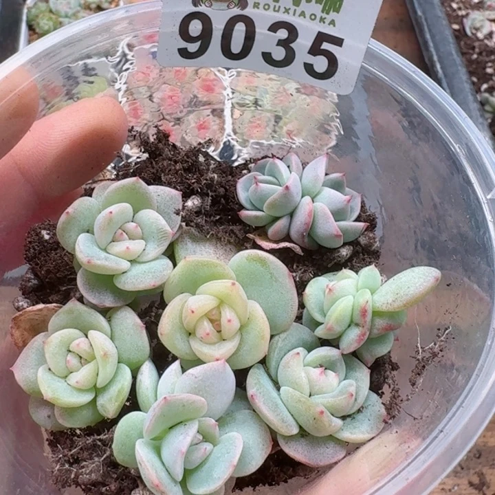 多肉植物多肉植物