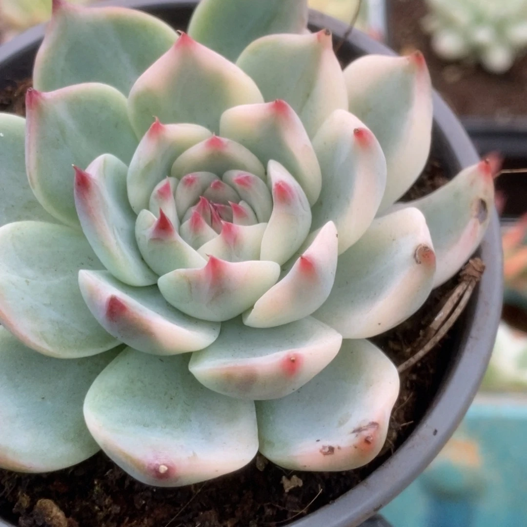 395锦锦锦锦锦锦锦锦