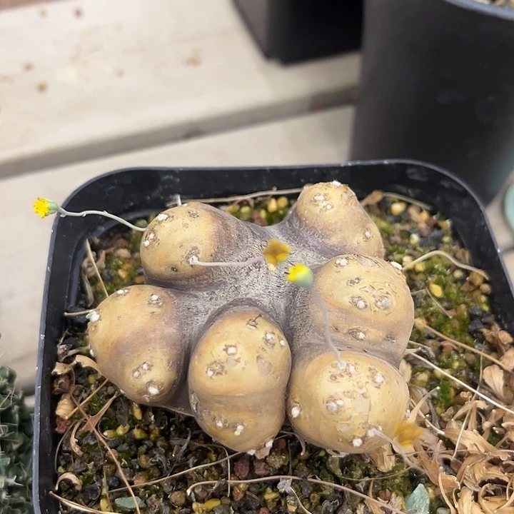 格加厚敦菊多肉植物
