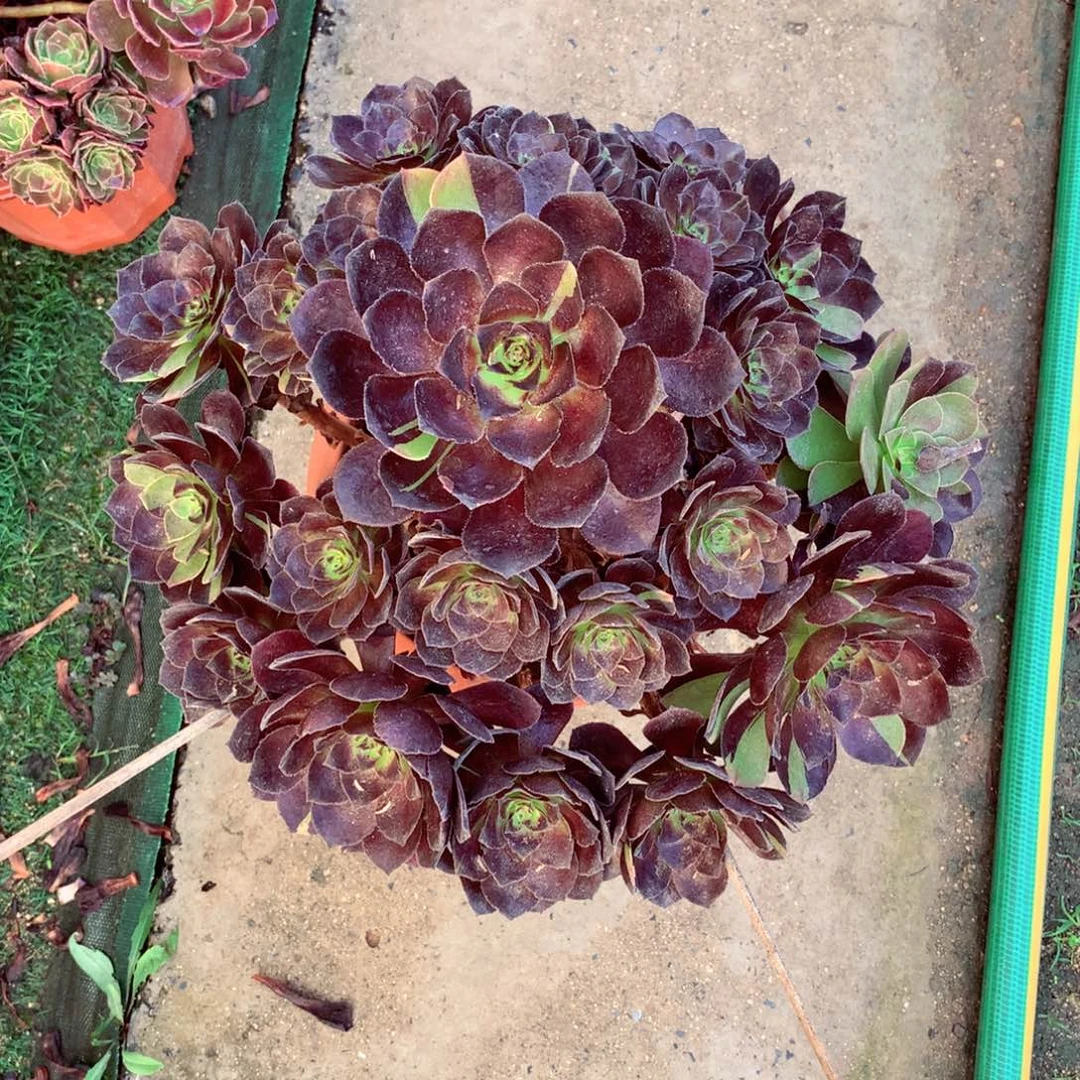 花花公子，多肉植物