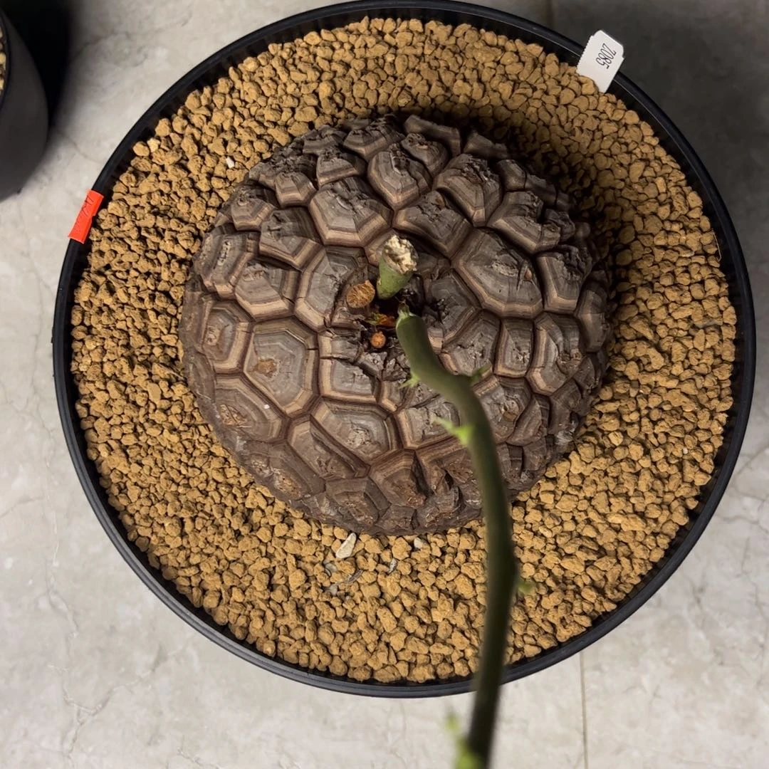 精品盆栽养定的龟甲龙85号