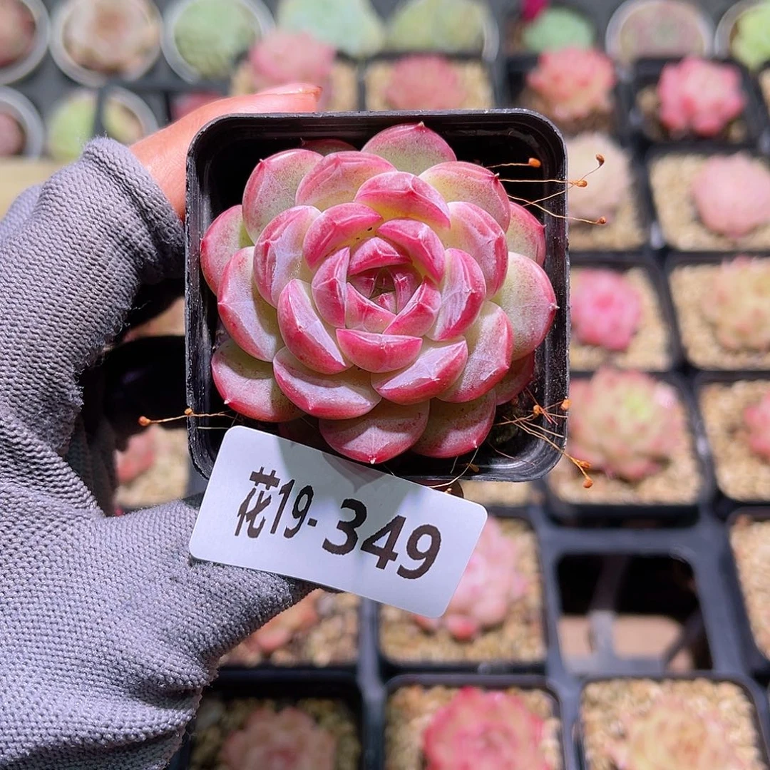 花19-349新品单头