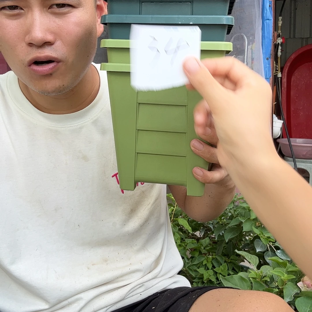 无花朵三角梅34号