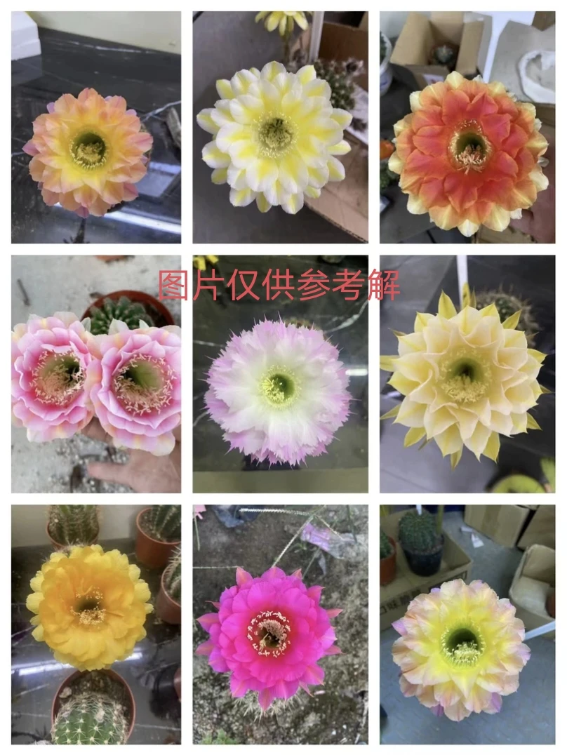 【002一仙人球彩草非直播间一物一拍无效】偏远地区不包邮