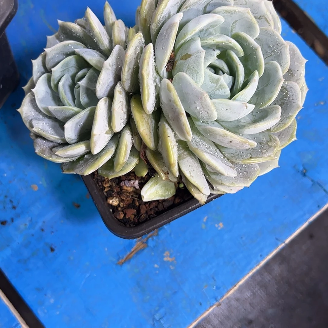 劳林大2头多肉植物