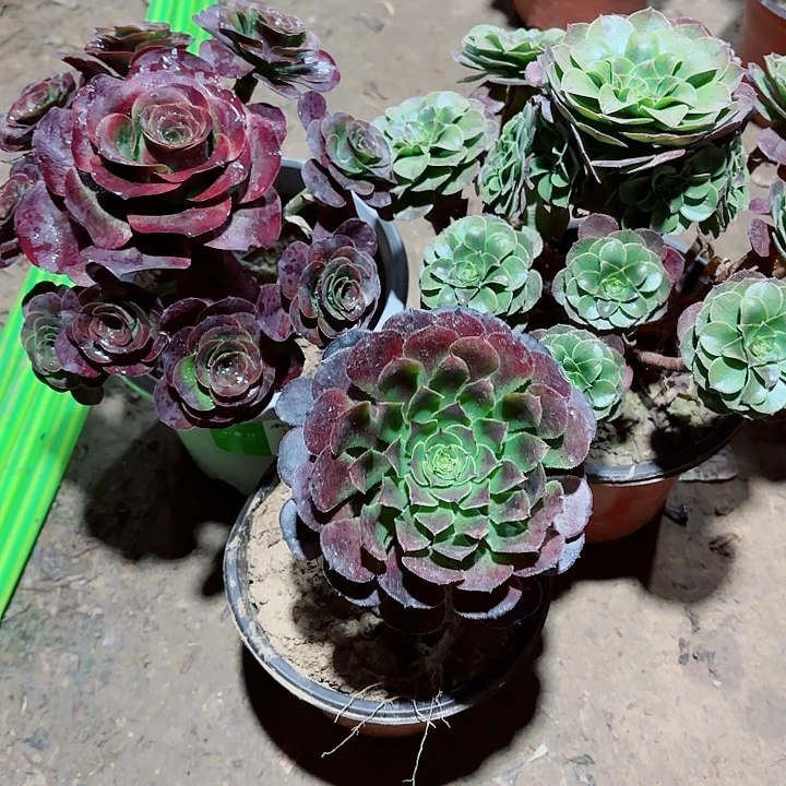 酒***去魅金玫瑰和绿111111111111