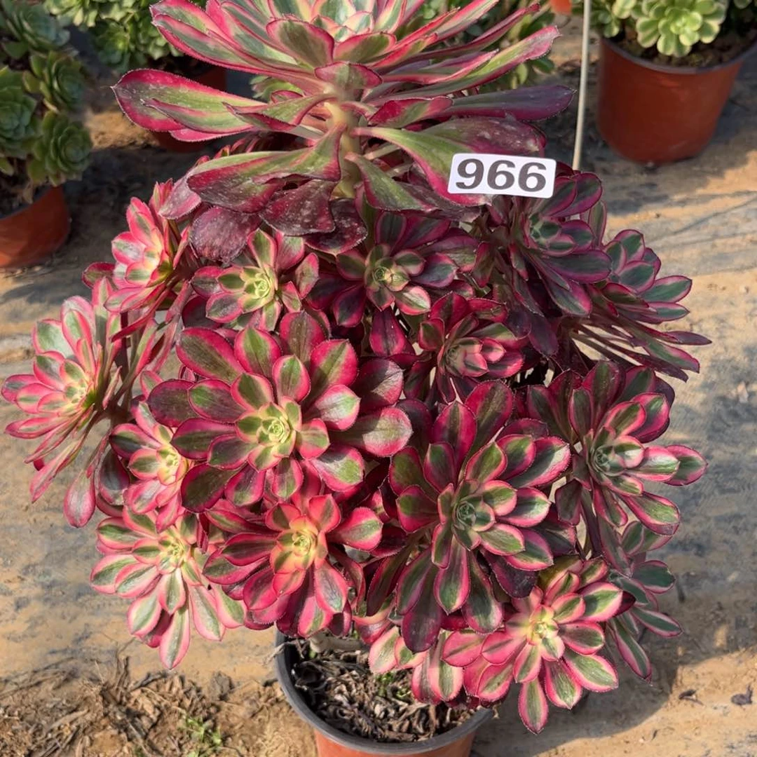 966丽娜法师变异多肉植物