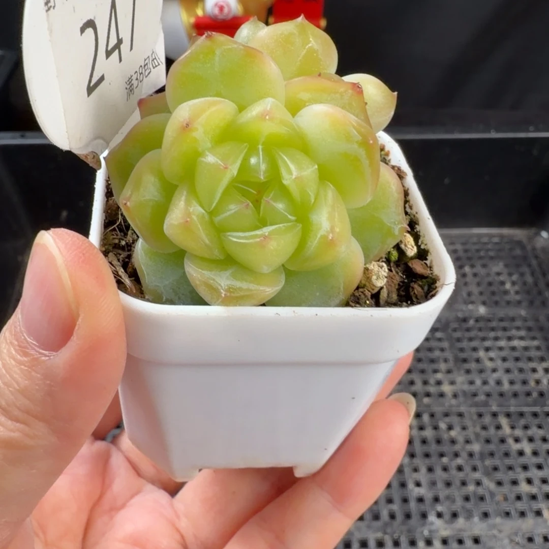 孤品珍妮优选双头247号