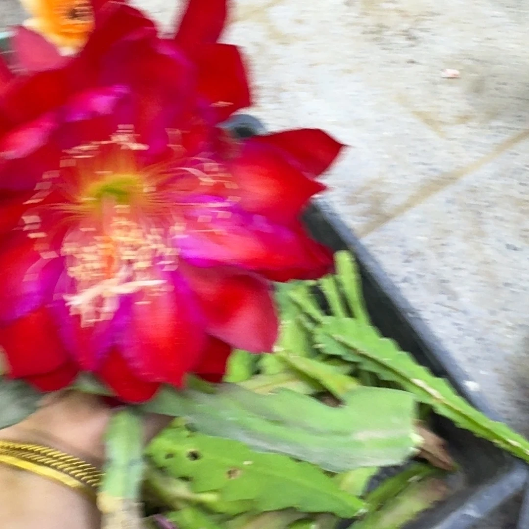 466令箭荷花无根枝条10公分左右斑，20包邮