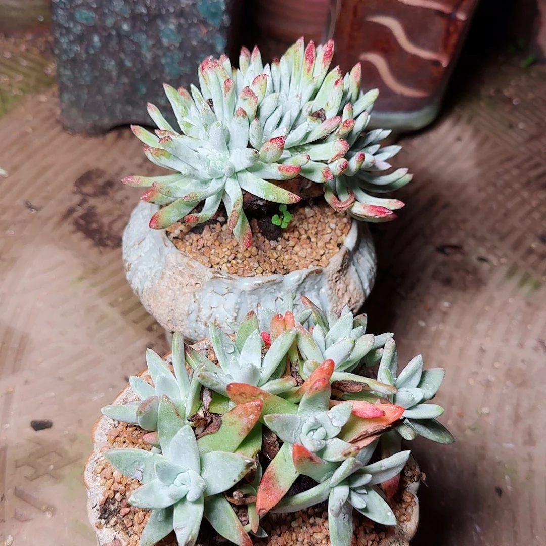 1655两颗仙女杯多肉