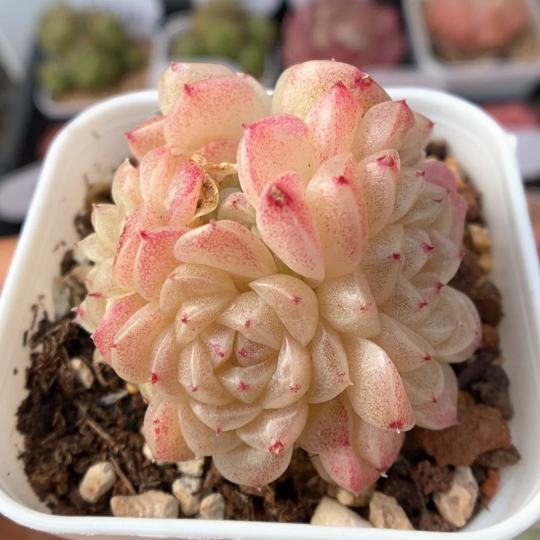 油透麦秆群生784号