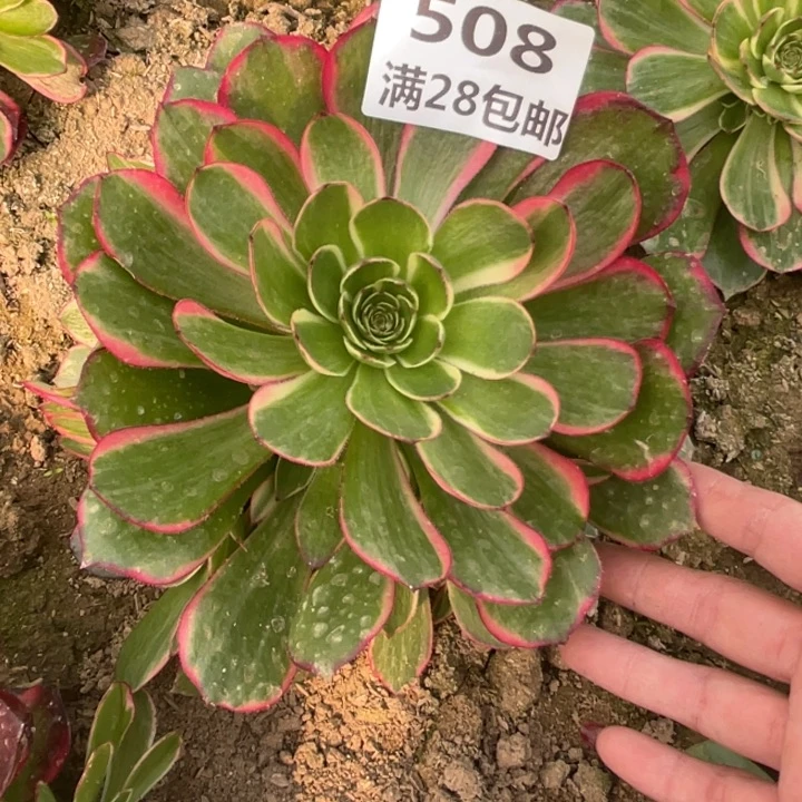 柠***?508二号棚粉花妖