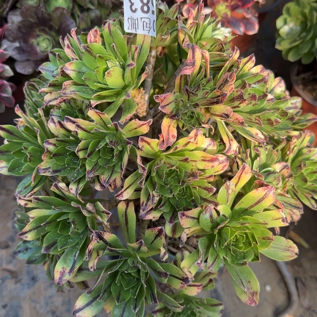 碧火583满20包邮断枝不包