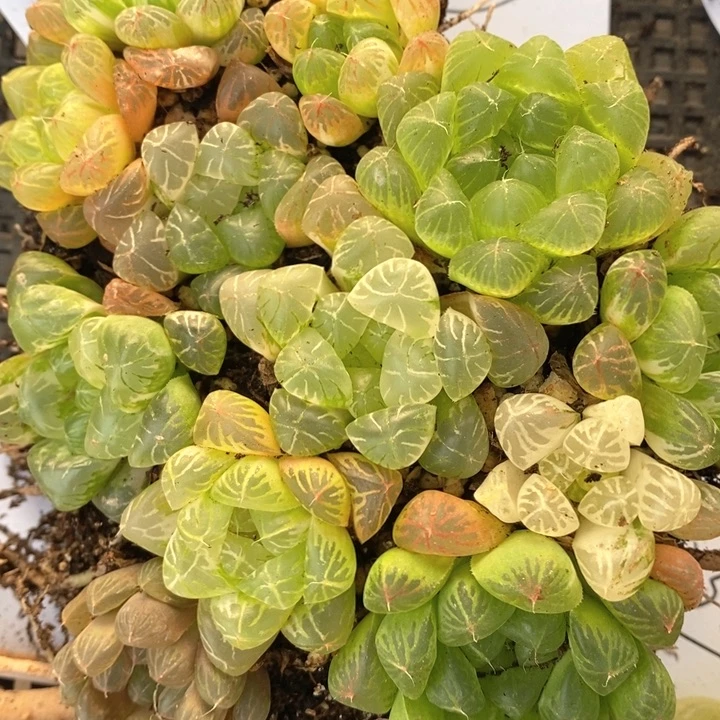 云***颜13125。   福利。