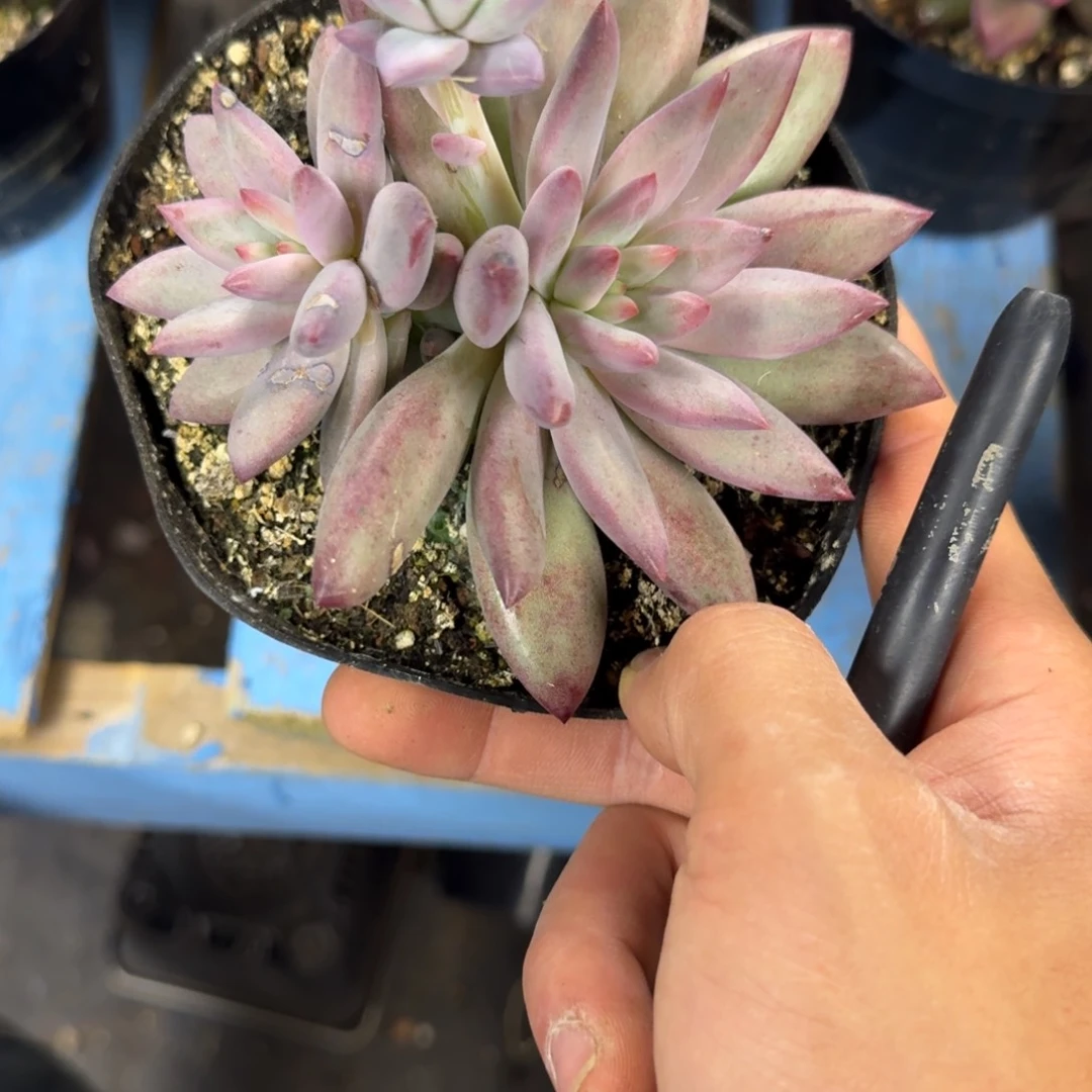 梦**华胖体羽毛虞美人 000000