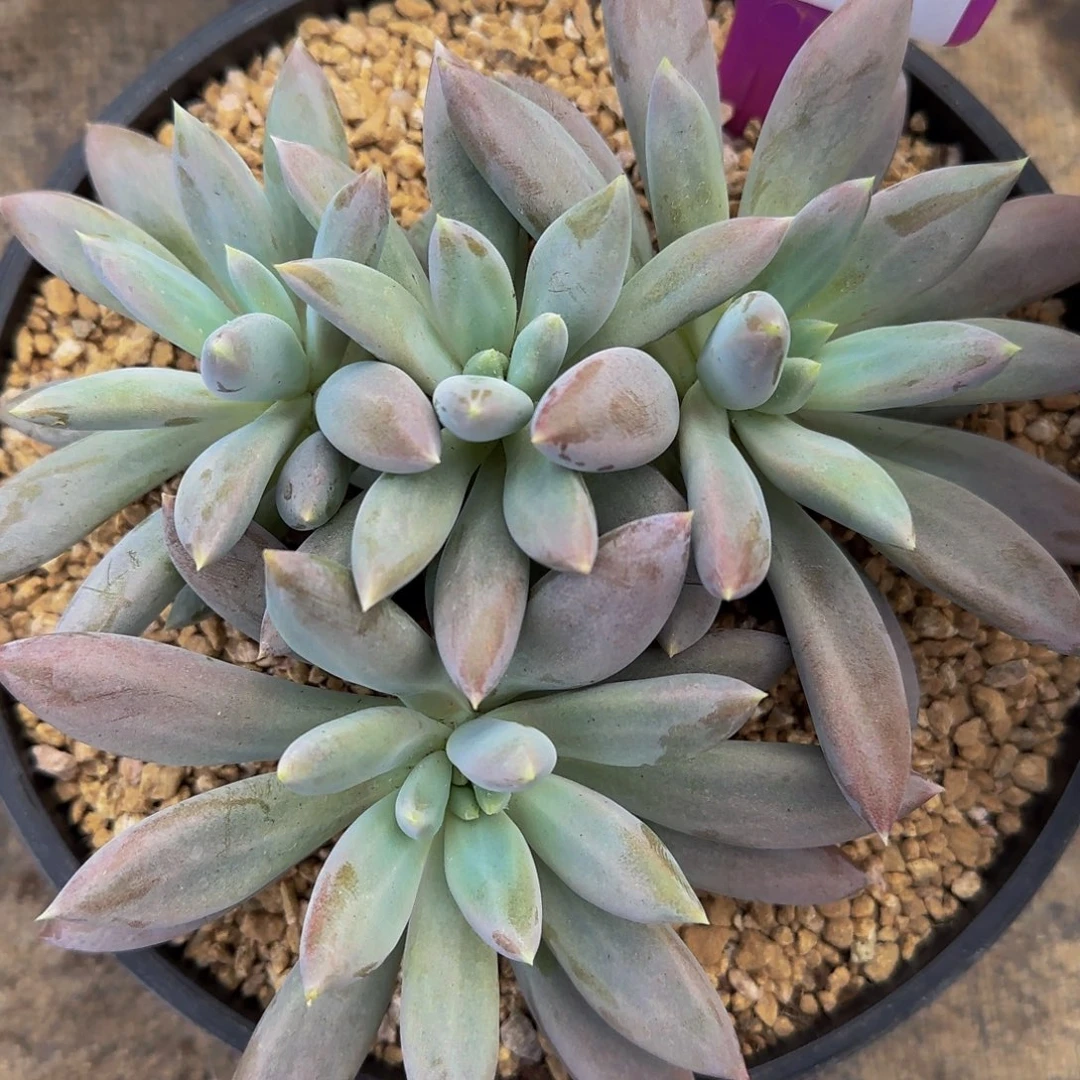 盼***望哦哦哦哦哦哦哦我来咯哦哦哦哦哦