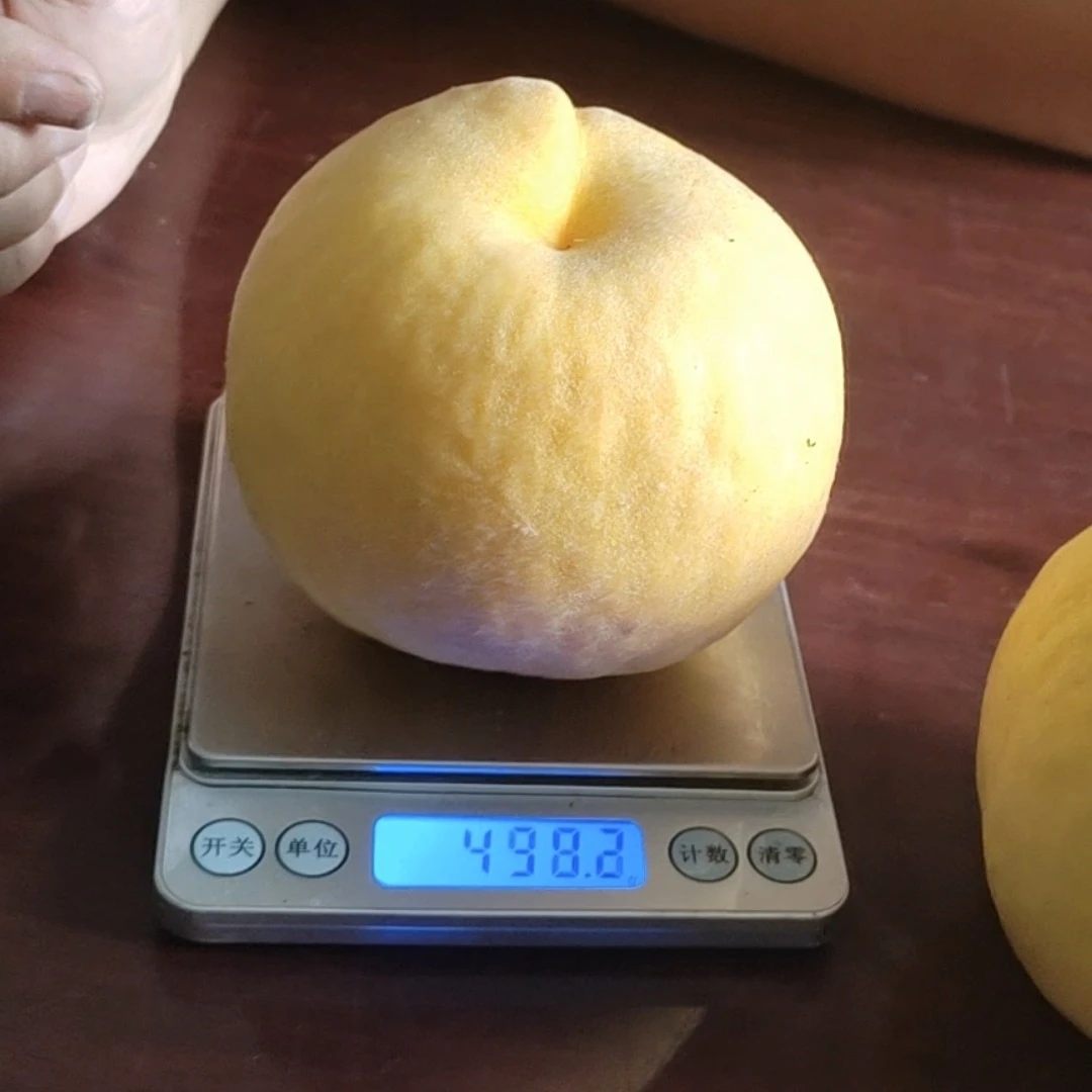 晚熟大黄桃嫁接苗