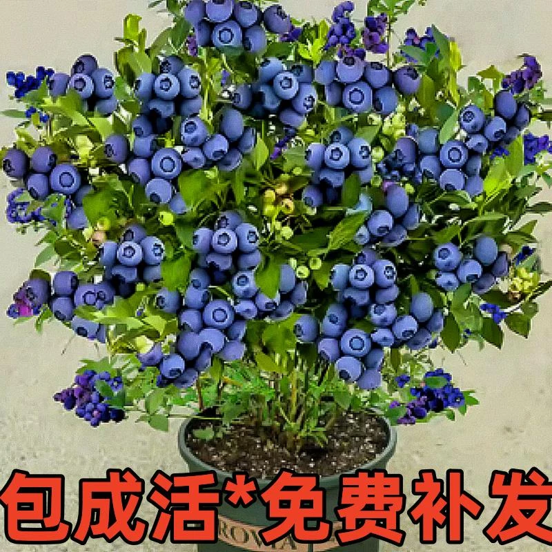 大果蓝莓树果苗盆栽地栽南北方庭院阳台四季种植水果树果苗