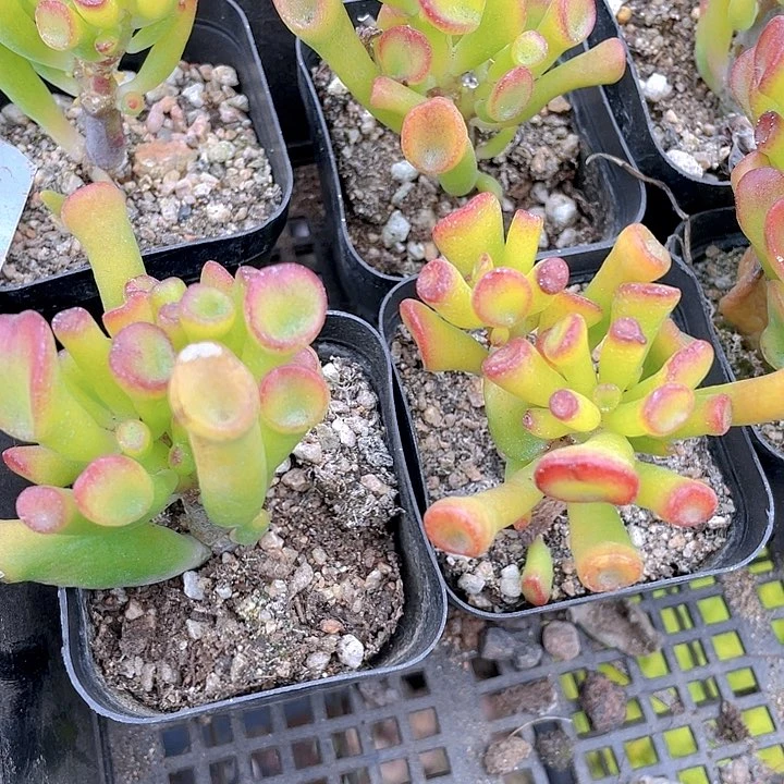 西财树2.8带盆土