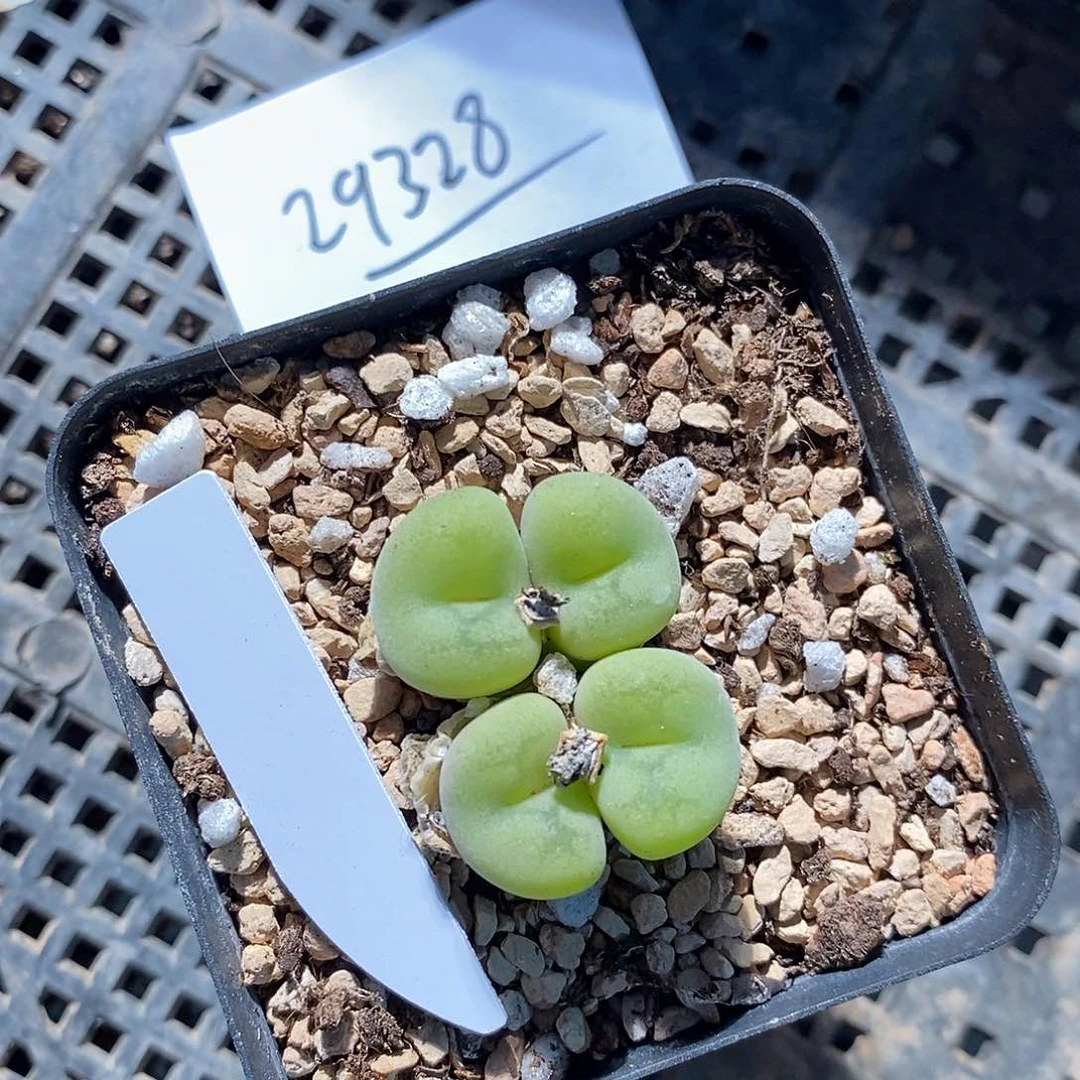 29328。 母本孔卡一颗。