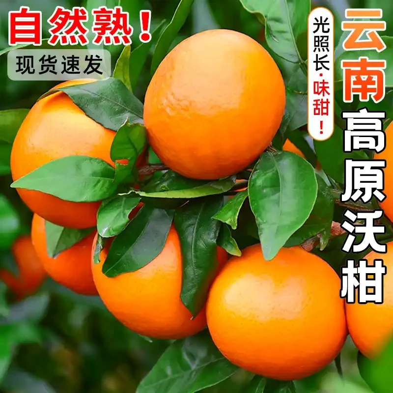 【现场挑果】正宗云南高山沃柑 新鲜柑橘香甜肉嫩多汁 新鲜当季水果